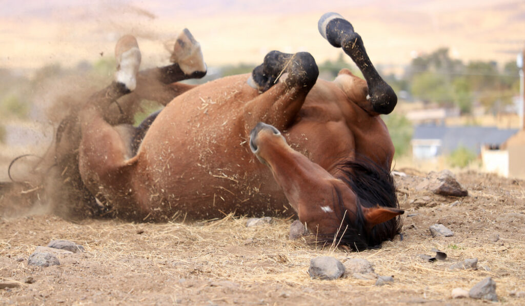 Wild American mustang horse in Nevada rolling on its back in desert sand 