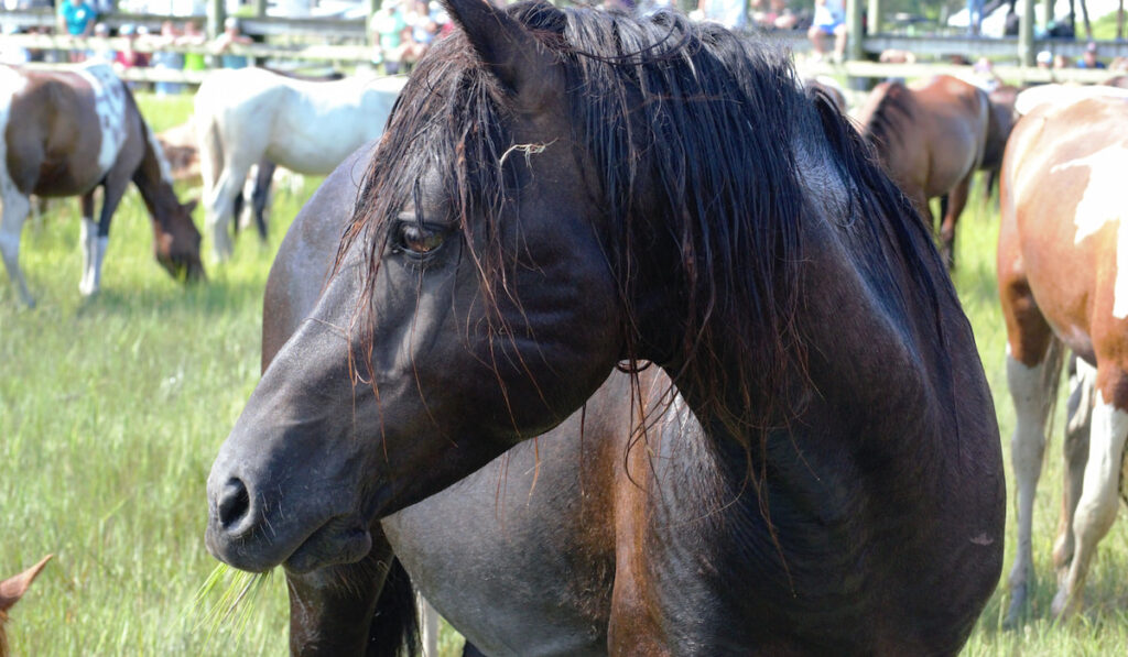Wild Black Chincoteague Pony along with other horses on the background