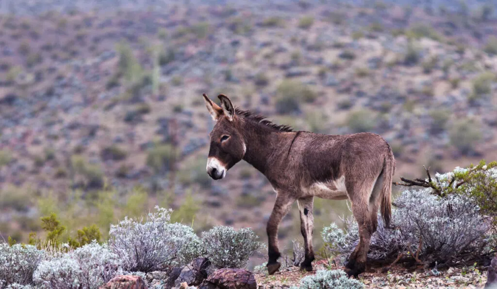 Wild burro in the field