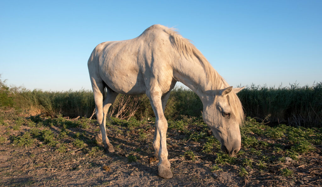 Wild Camargue Horse grazing against blue sky