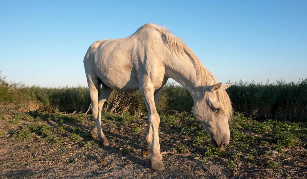 Wild Camargue Horse grazing against blue sky