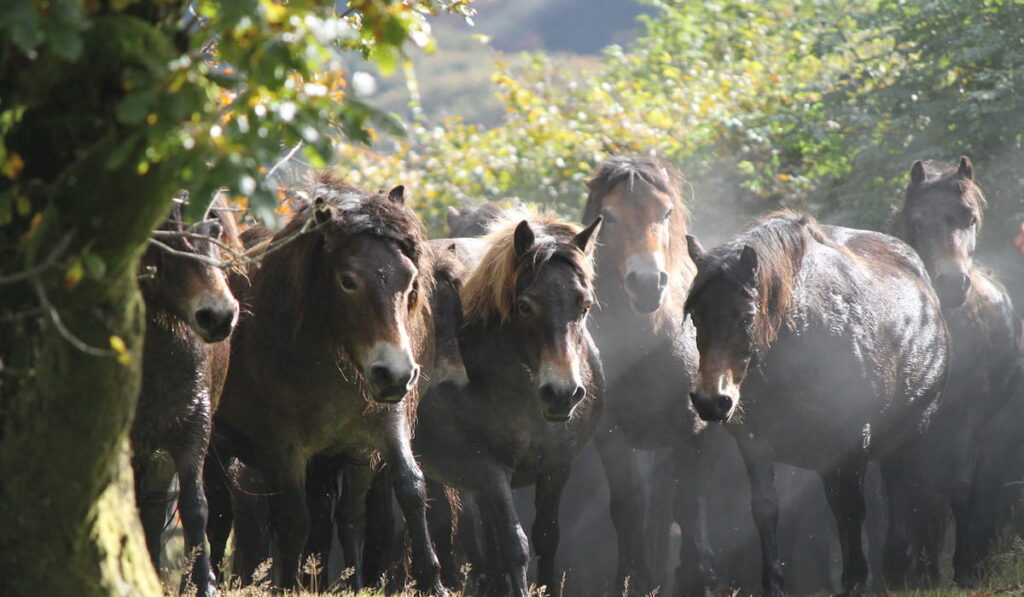 Exmoor ponies 