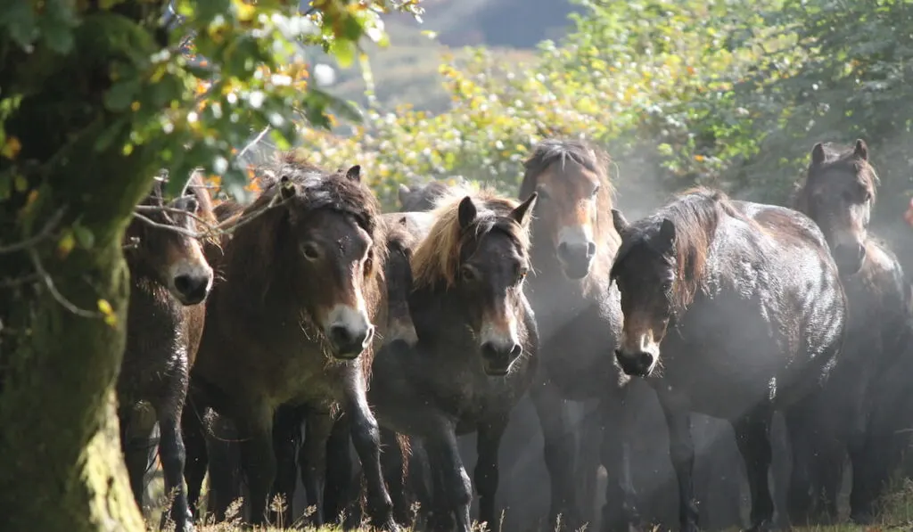 Exmoor ponies 