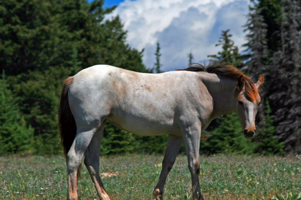 Wild Horse Dun Roan Yearling Mustang Mare standing in the field