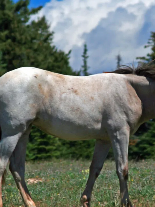 Wild Horse Dun Roan Yearling Mustang Mare standing in the field