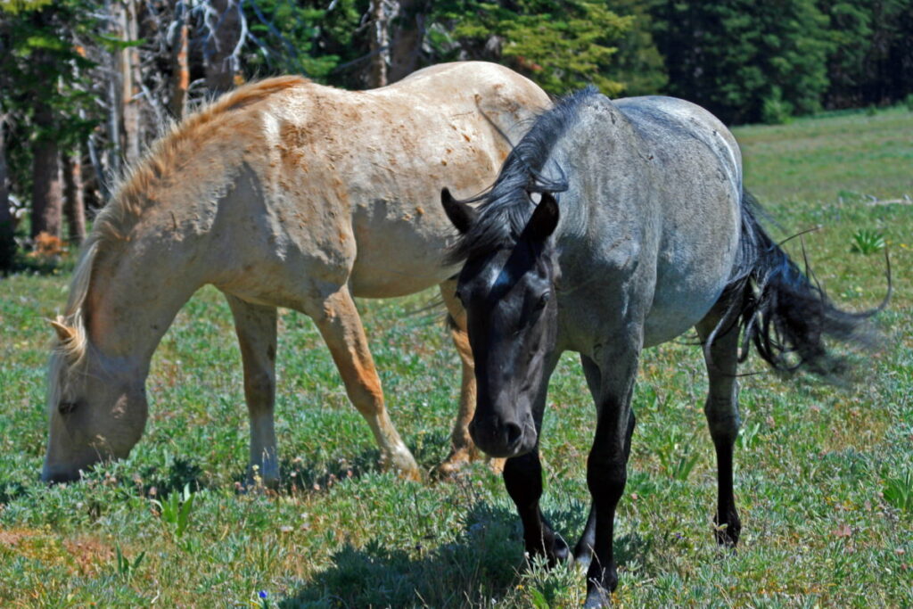 Wild Horse Mustang Gray Grulla Roan with another horse breed grazing in the field