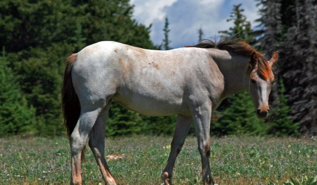 Wild Horse Roan Mustang
