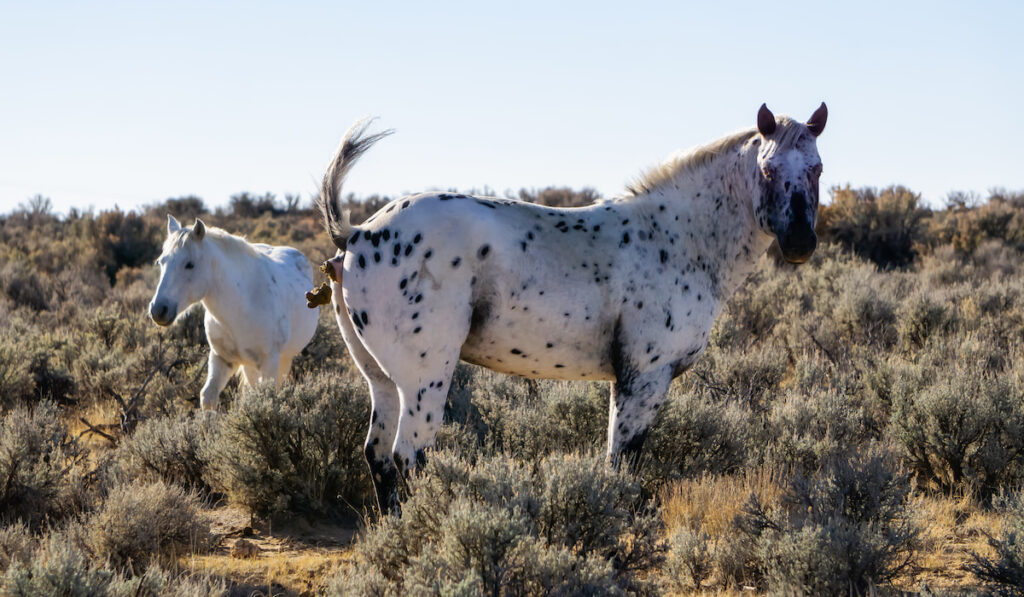 Wild Horse pooping in the desert of New Mexico