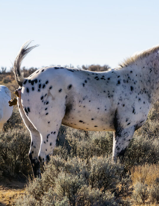 Wild-Horse-pooping-in-the-desert-of-New-Mexico