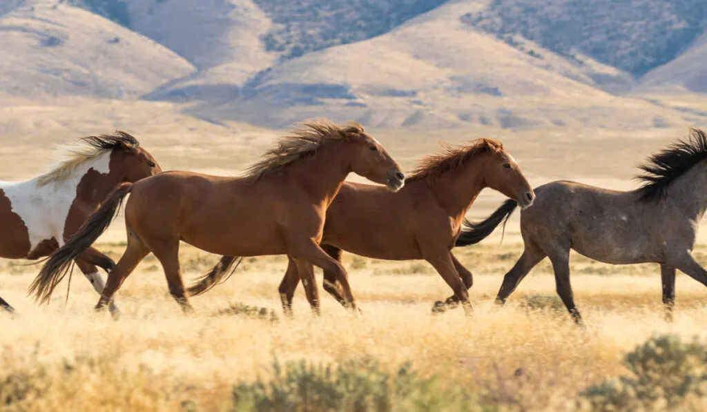 Wild Horses Running
