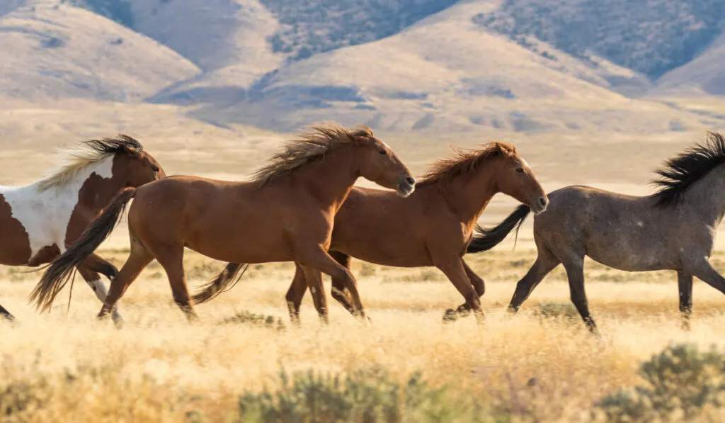 Wild Horses Running