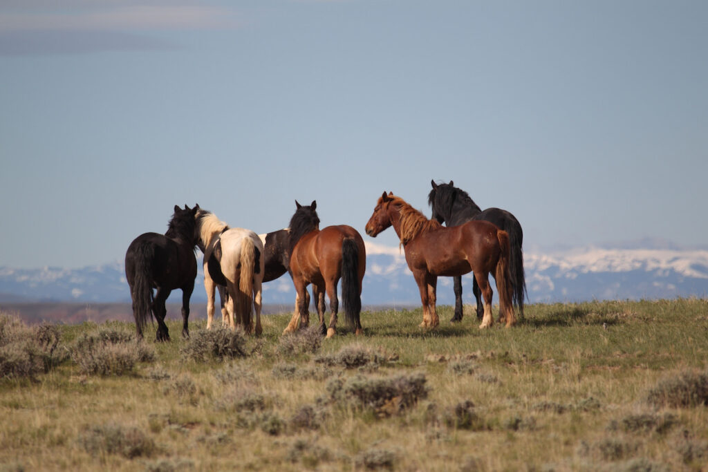Wild Mustangs of McCullough Peak, Wyoming - ss240210