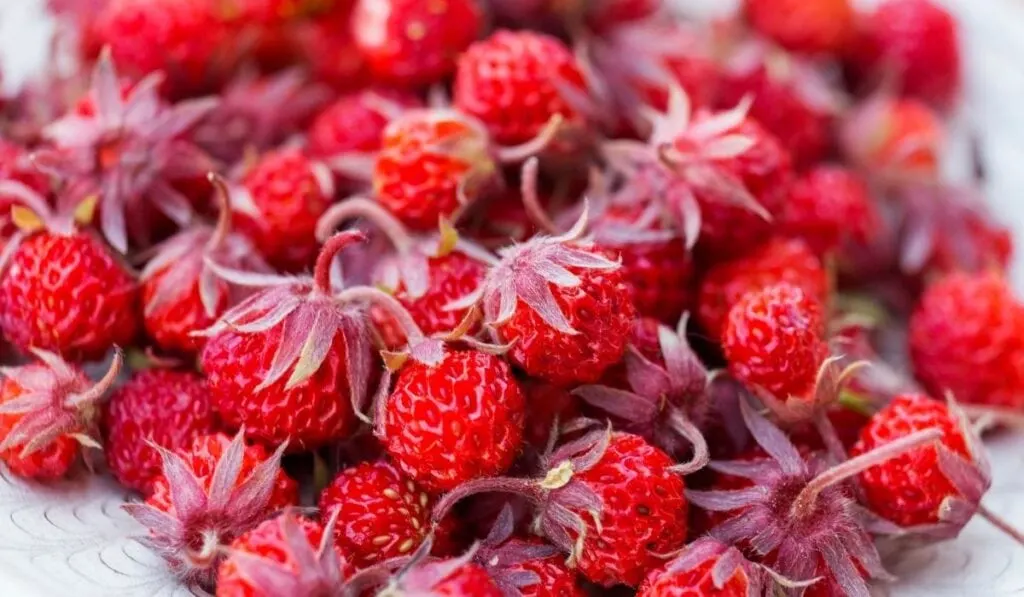 Fresh Wild Strawberries