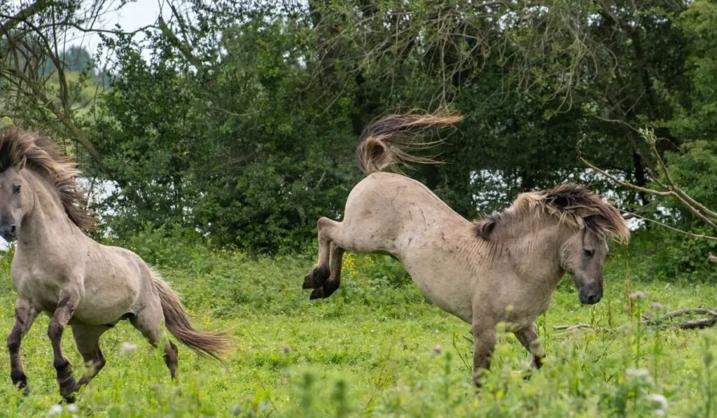 Wild horse bucking