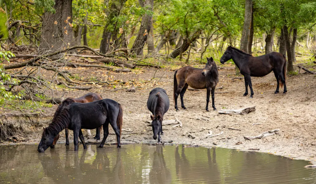 Wild horses drinking in Letea forest 