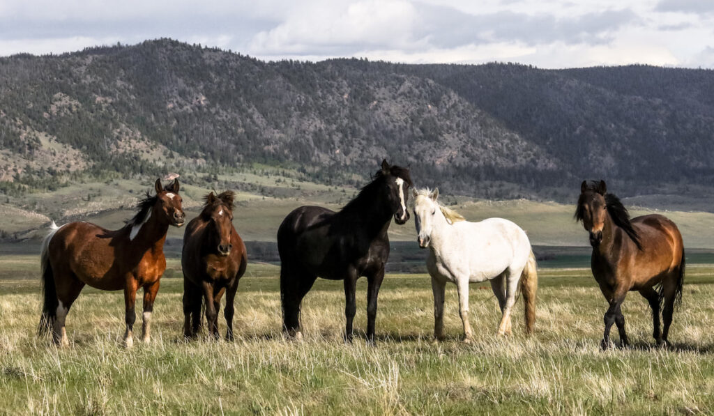 Wild mustangs in Wyoming