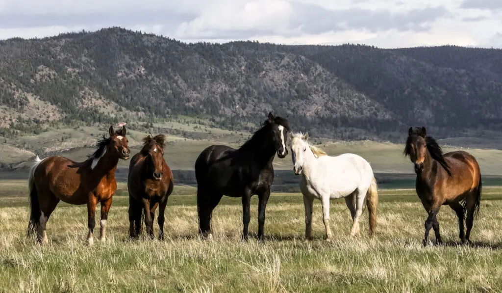 wild mustang in the field