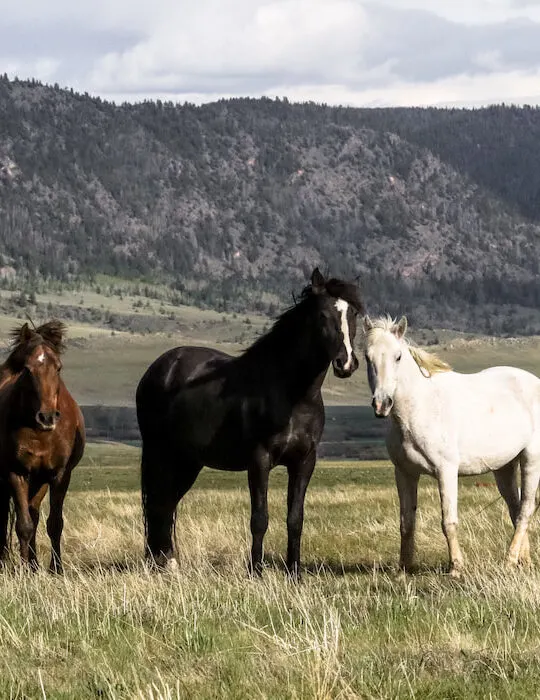 wild mustang in the field