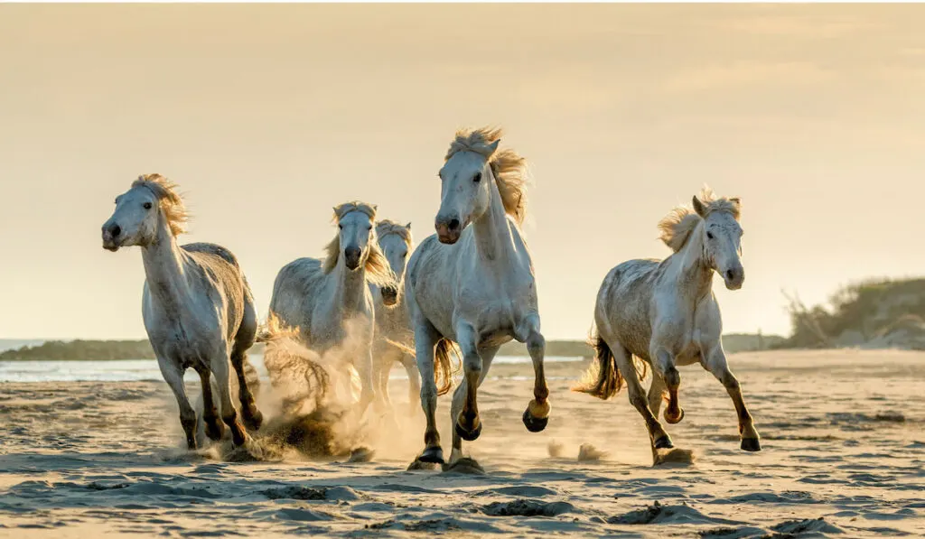 Wild white Carmargue stallions galloping in the sunset on a beach