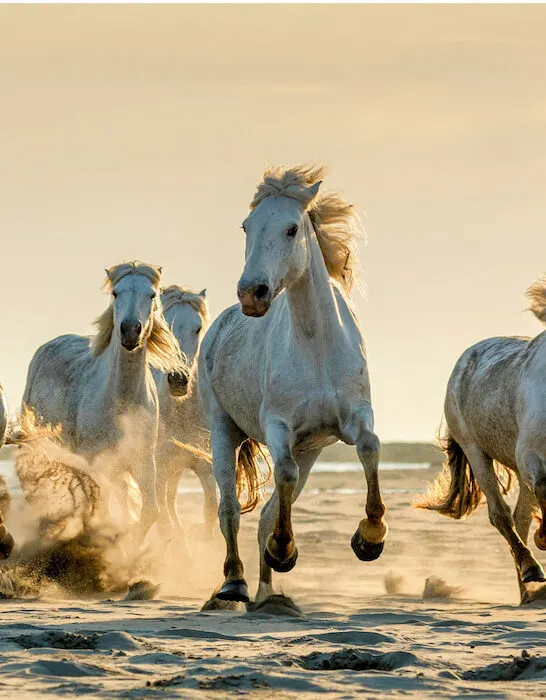wild white carmargue stallions galloping in the sunset on a beach