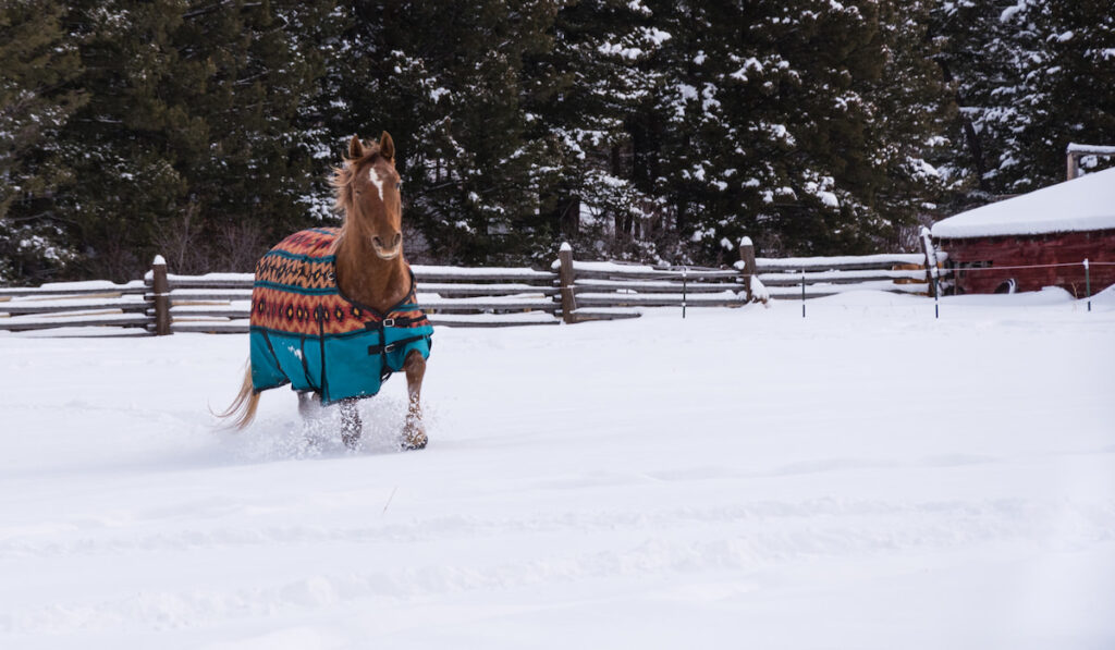 Winter fashion for the horse 