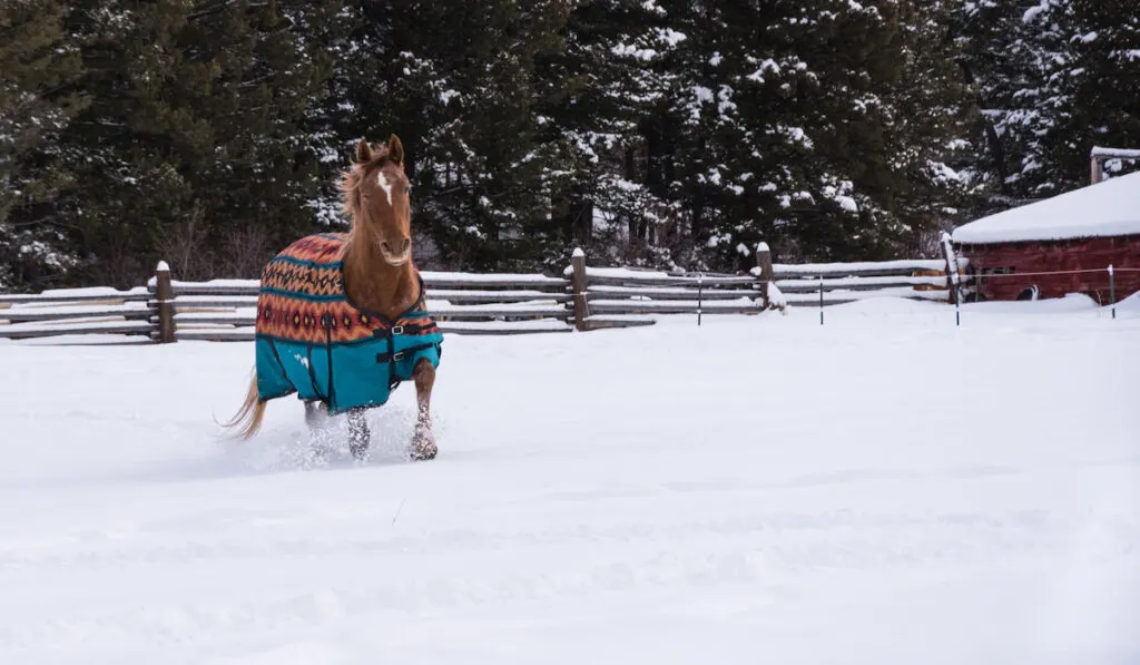 Winter fashion for the horse