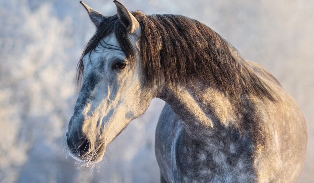 Winter portrait of Spanish gray or Gray Andalusian horse with long mane at sunset light