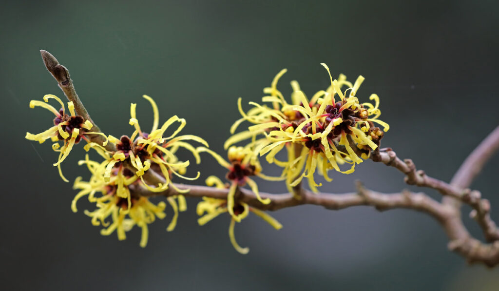 Witch hazel tree on blurry green background 