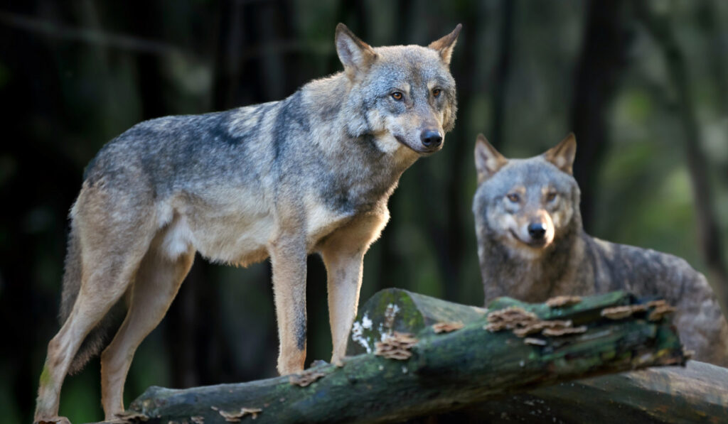 Wolf hunting in the forest
