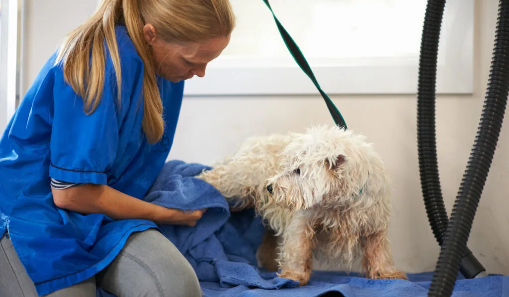 woman drying dog's fur in pet salon

