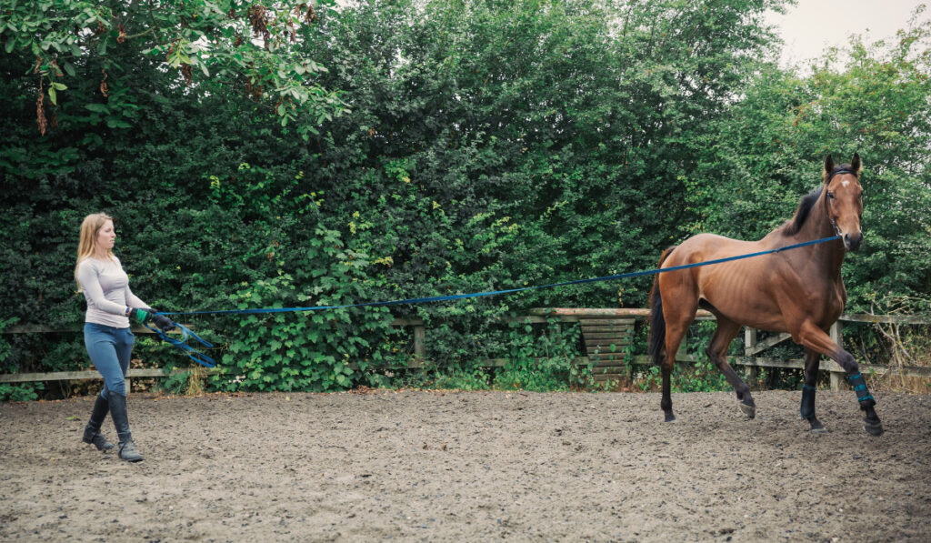 Woman exercising a brown horse in a paddock.