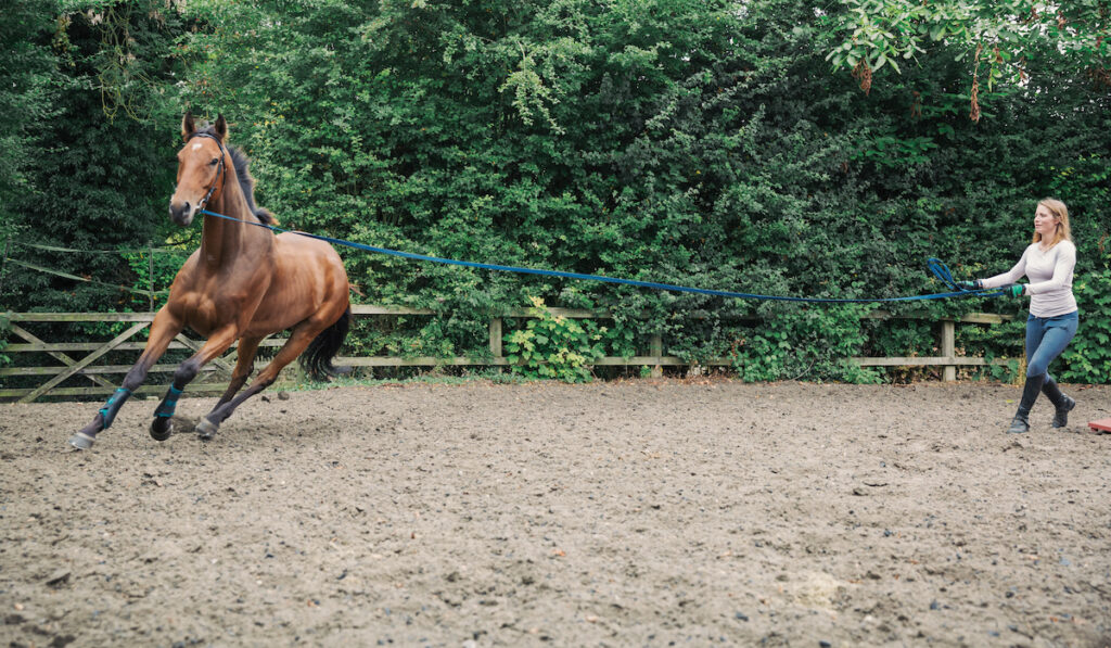 Woman exercising a brown horse in a paddock, training horse to lunge 