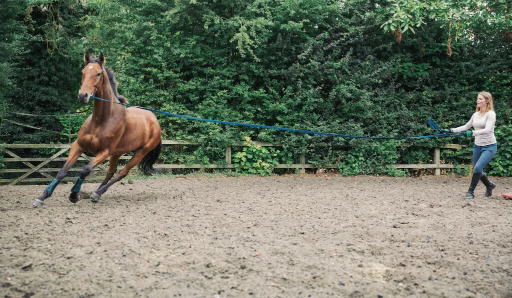 Woman exercising a brown horse in a paddock, training horse to lunge