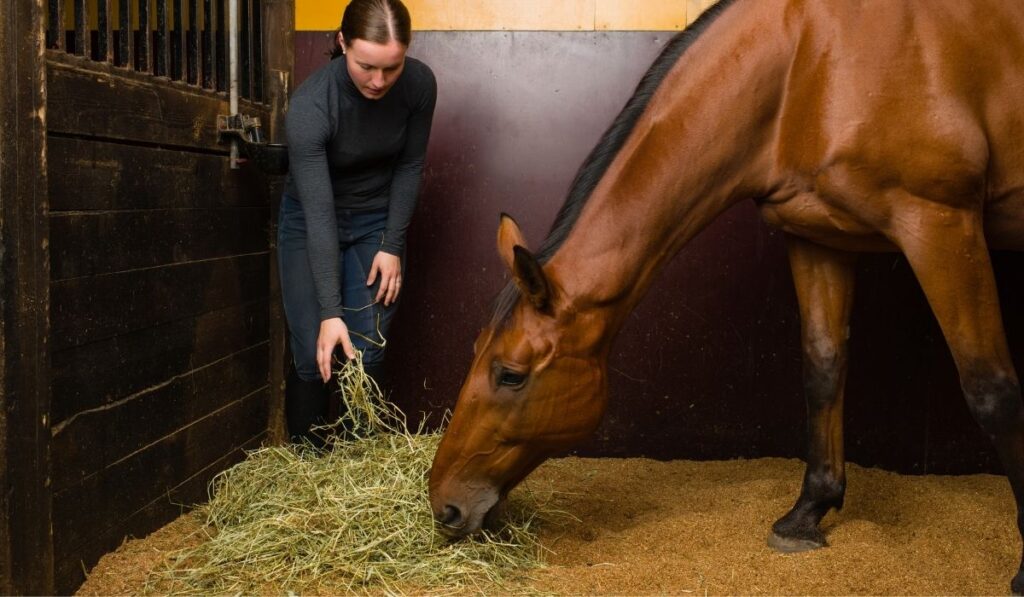 Woman feeding horse