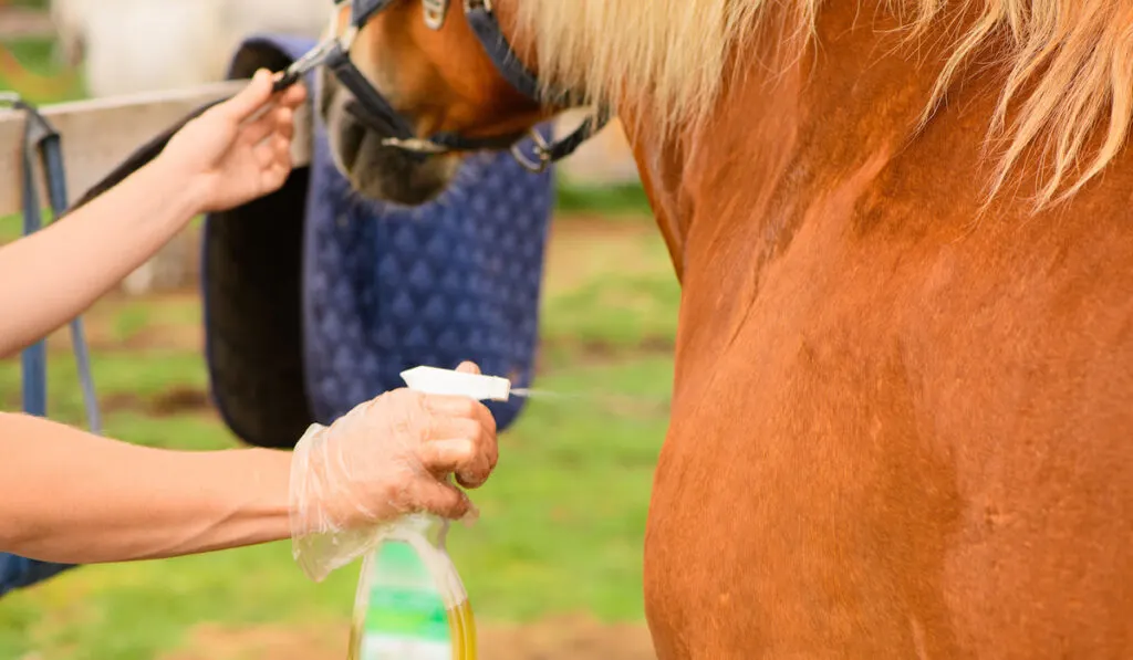 woman holding the anti-insect repellent for their horse