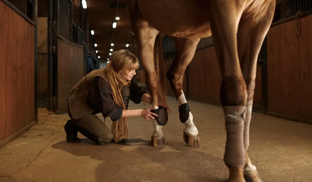 Woman horse owner putting bandage on animal leg to prevent injury
