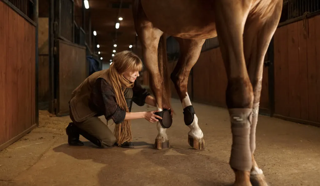 Woman horse owner putting bandage on animal leg to prevent injury