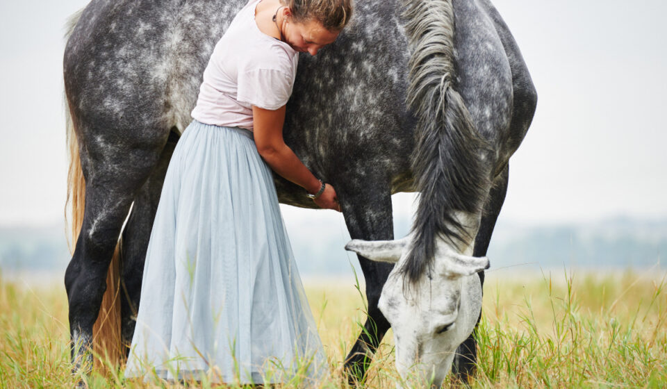 Grey Horse Breeds Helpful Horse Hints