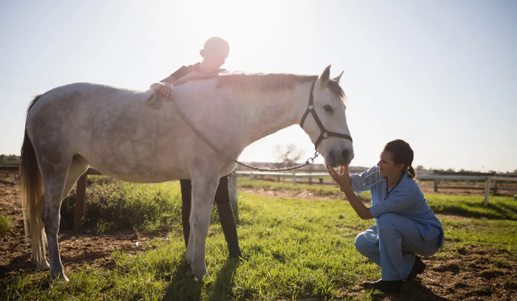 Woman looking at vet examining horse in barn during sunny day

