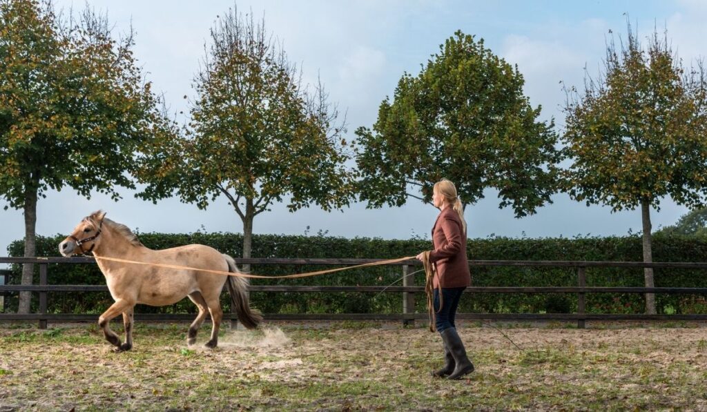 Woman lunging horse