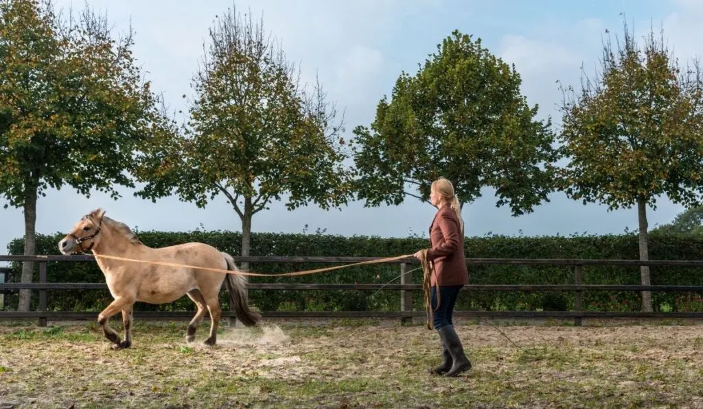 How To Teach A Horse To Lunge Helpful Horse Hints