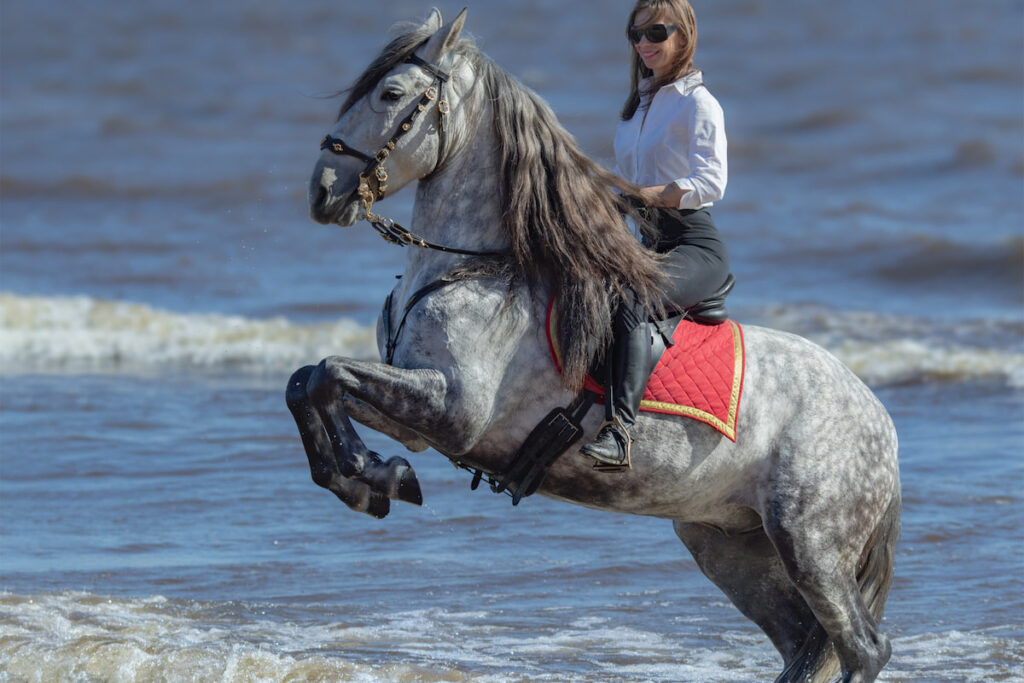 Woman riding an Andalusian dapple gray stallion  on the beach