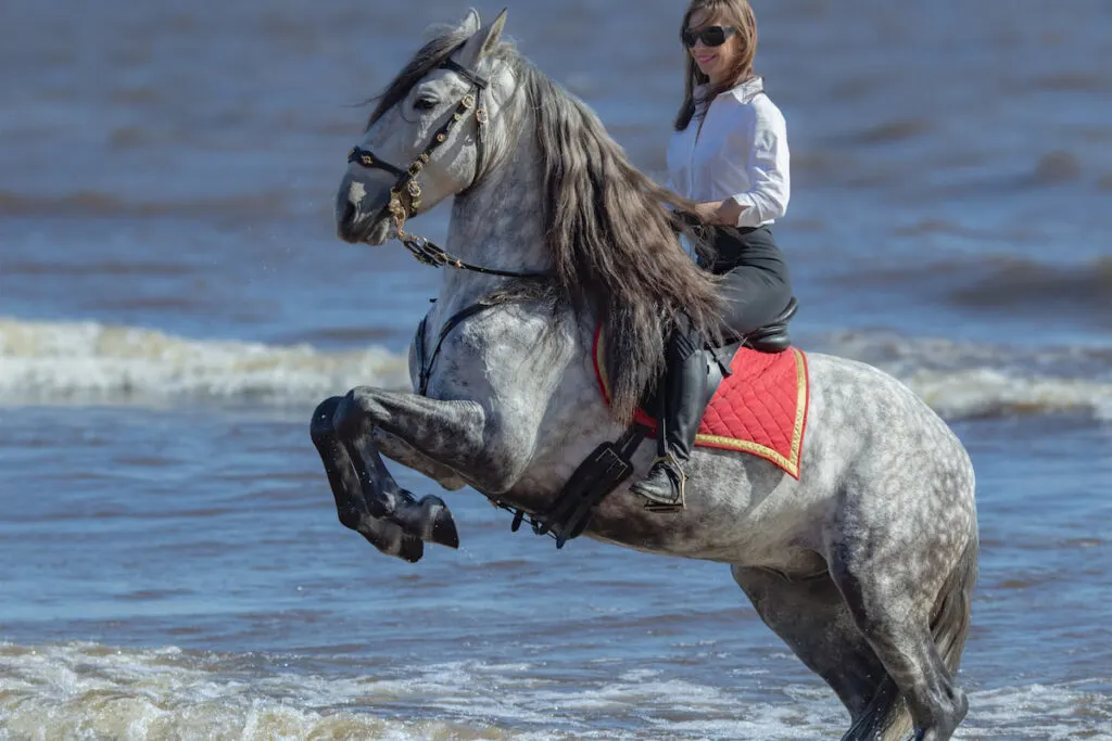 Woman riding an Andalusian dapple gray stallion on the beach