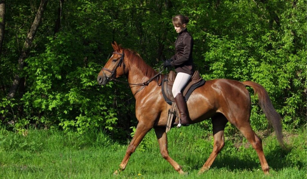 English vs Western Riding: Which Style is Best for You? - Helpful Horse ...