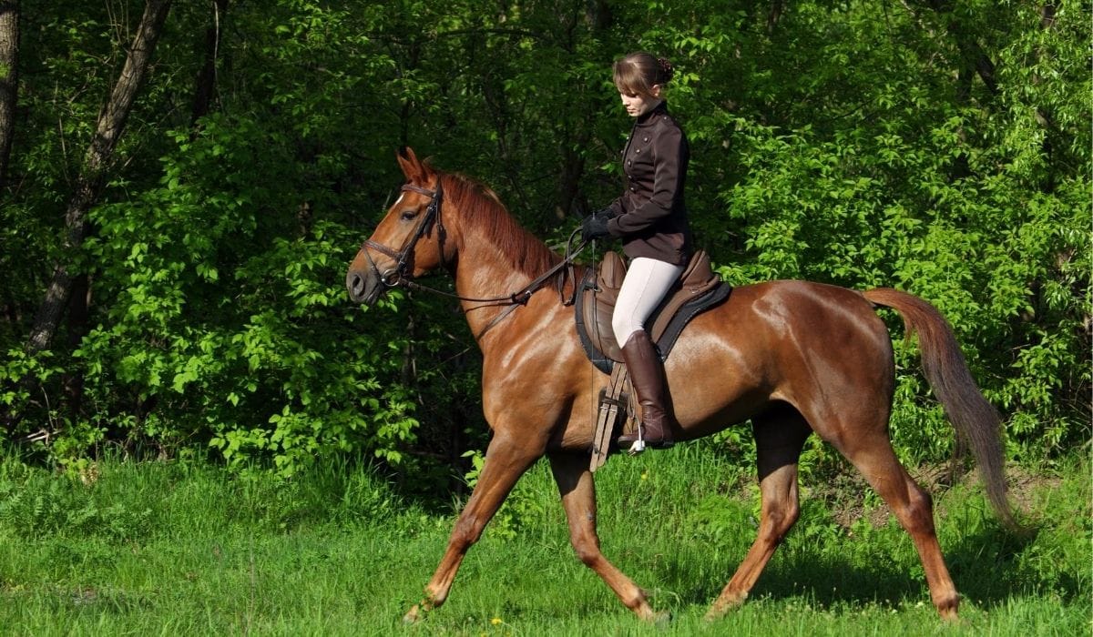 Woman riding horse in English riding attire