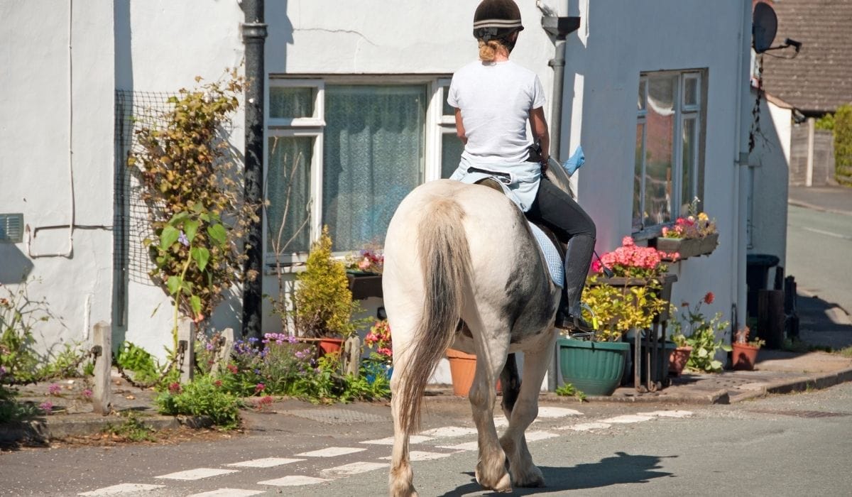 Can You Ride a Horse on the Road Helpful Horse Hints