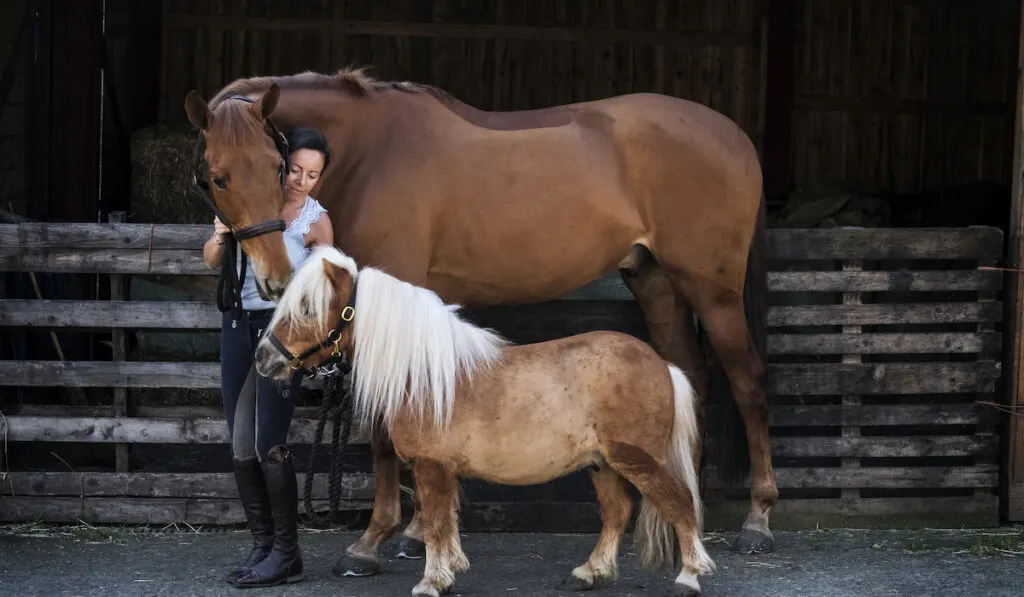 Woman standing outside stable, holding brown horse and a Shetland pony by their bridles 