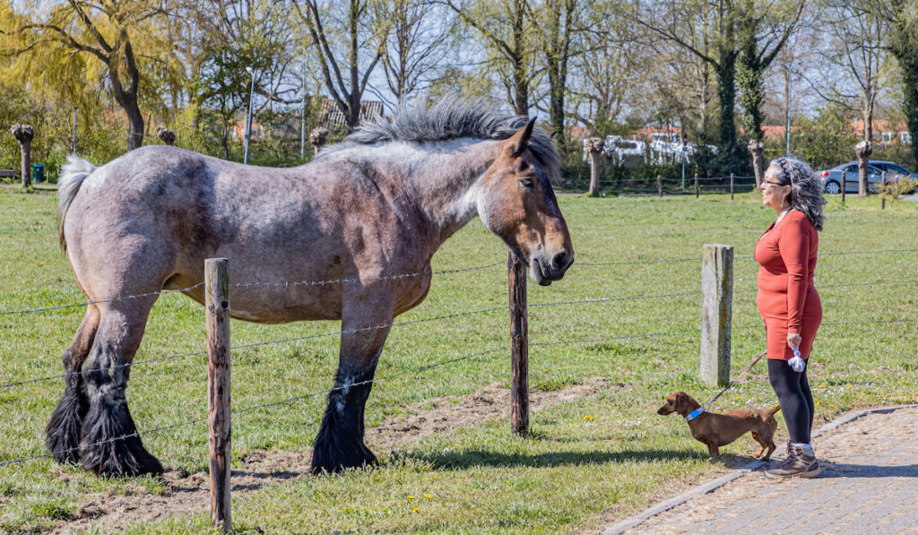 Woman with her dog looking admiring the beauty of a dutch draft horse on a farm