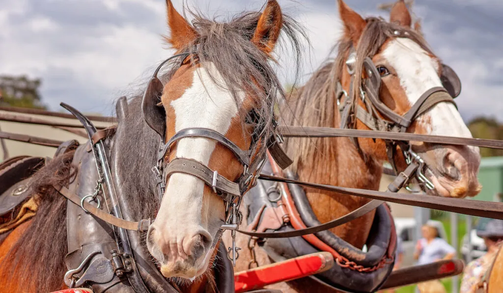 Working Australian Draught horses in harness in a festival street parade
