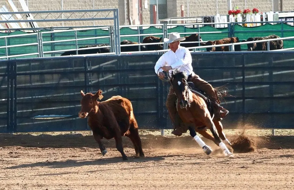 working cow horse photo by Montanabw